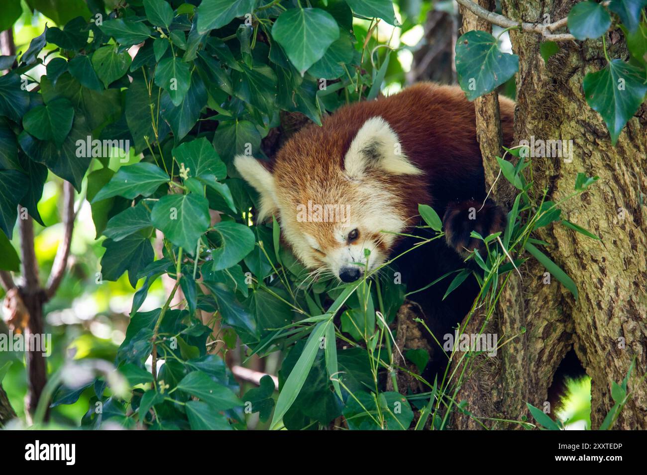Portrait red panda lying on hi-res stock photography and images - Alamy