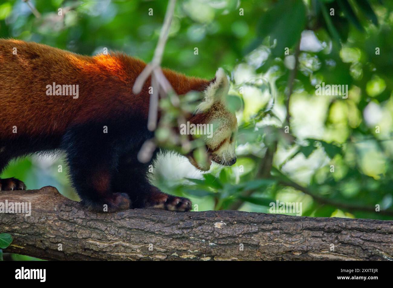 Portrait red panda lying on hi-res stock photography and images - Alamy