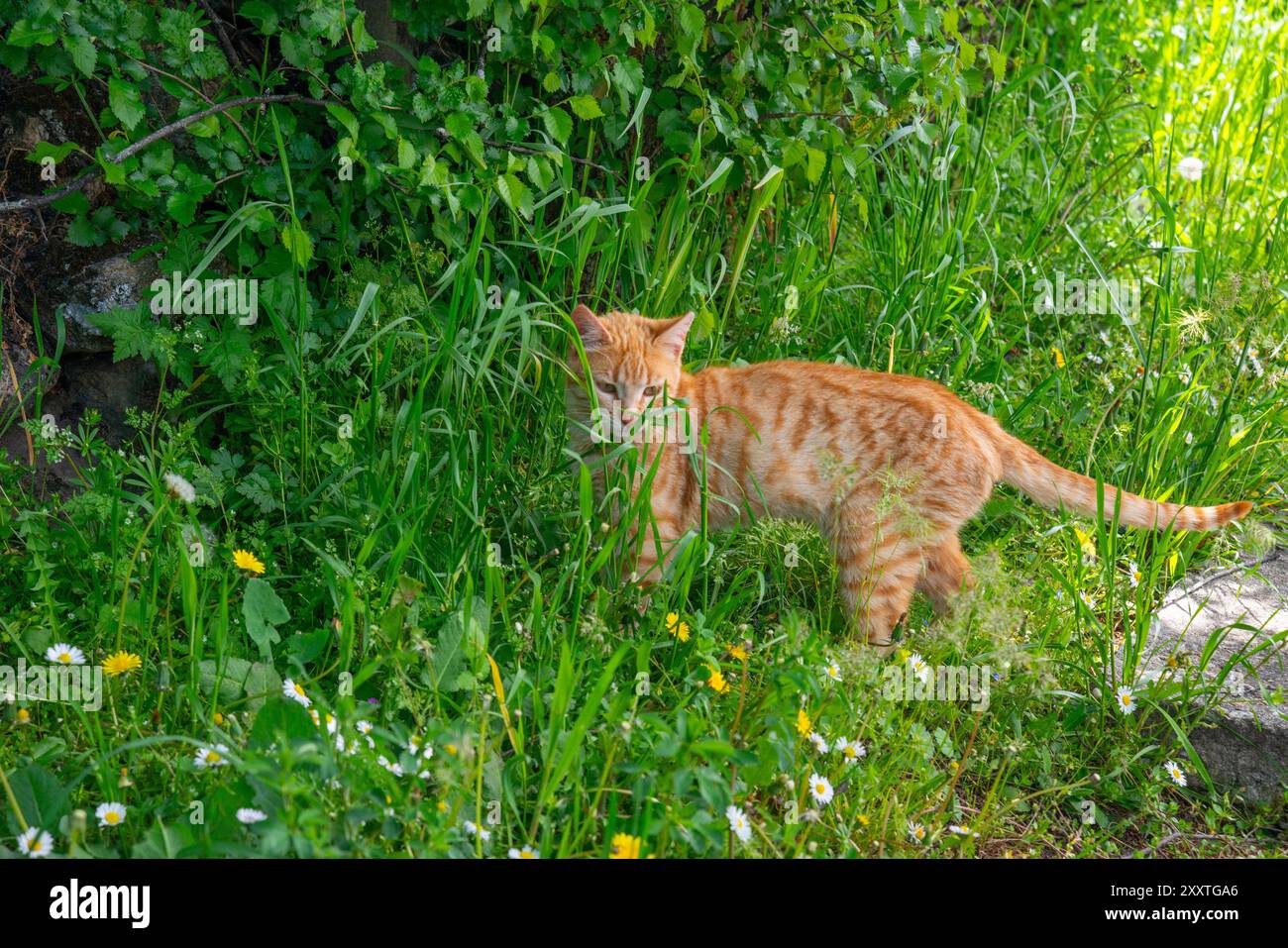 Orange tabby cat in nature Stock Photo - Alamy