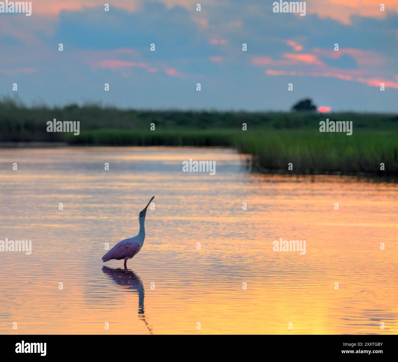 Roseate spoonbill (Platalea ajaja) calling at sunrise in shallow water of lagoon in coastal wetlands, Galveston, Texas, USA. Stock Photo