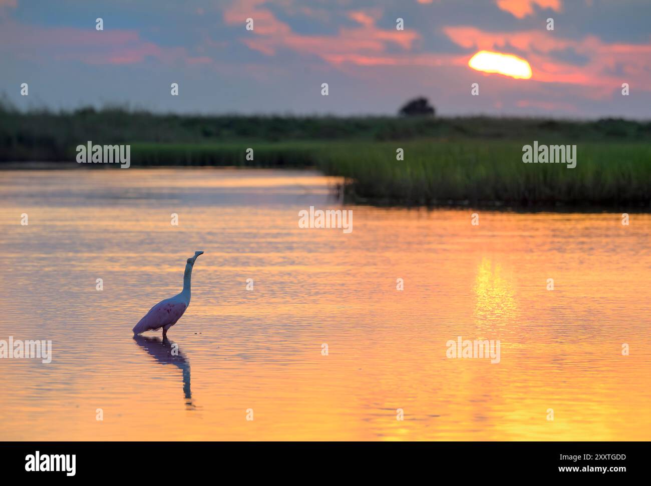 Roseate spoonbill (Platalea ajaja) watching sunrise and calling in shallow water of lagoon in coastal wetlands, Galveston, Texas, USA. Stock Photo