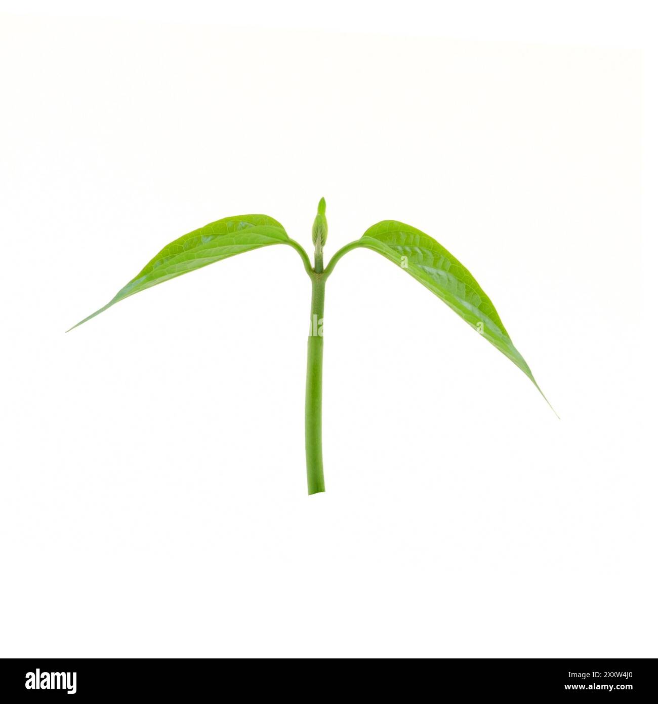 Gymnema sylvestre isolated on white background Stock Photo - Alamy
