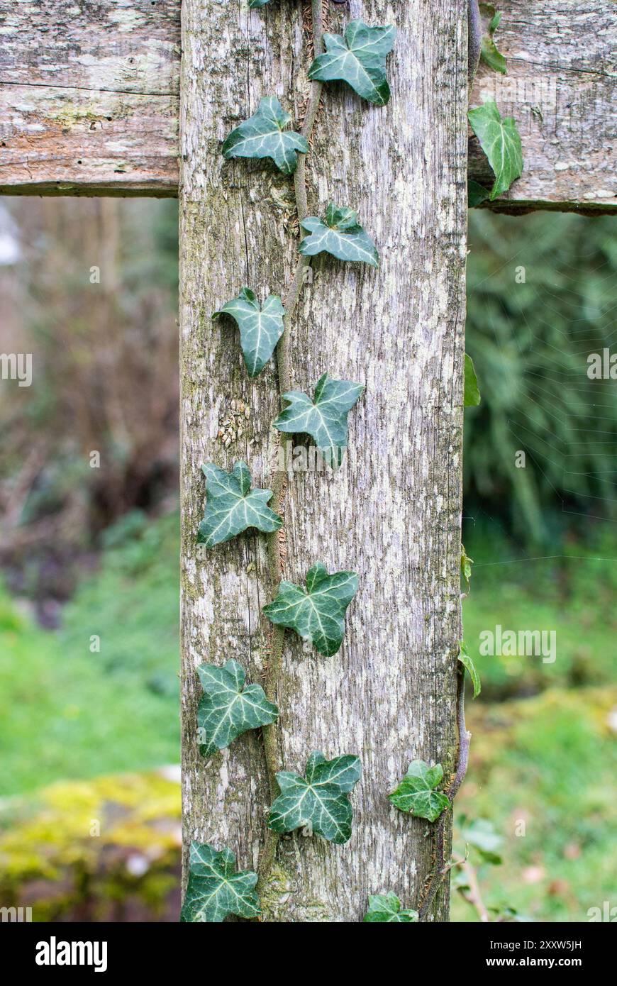 Fence with ivy growing hi-res stock photography and images - Alamy