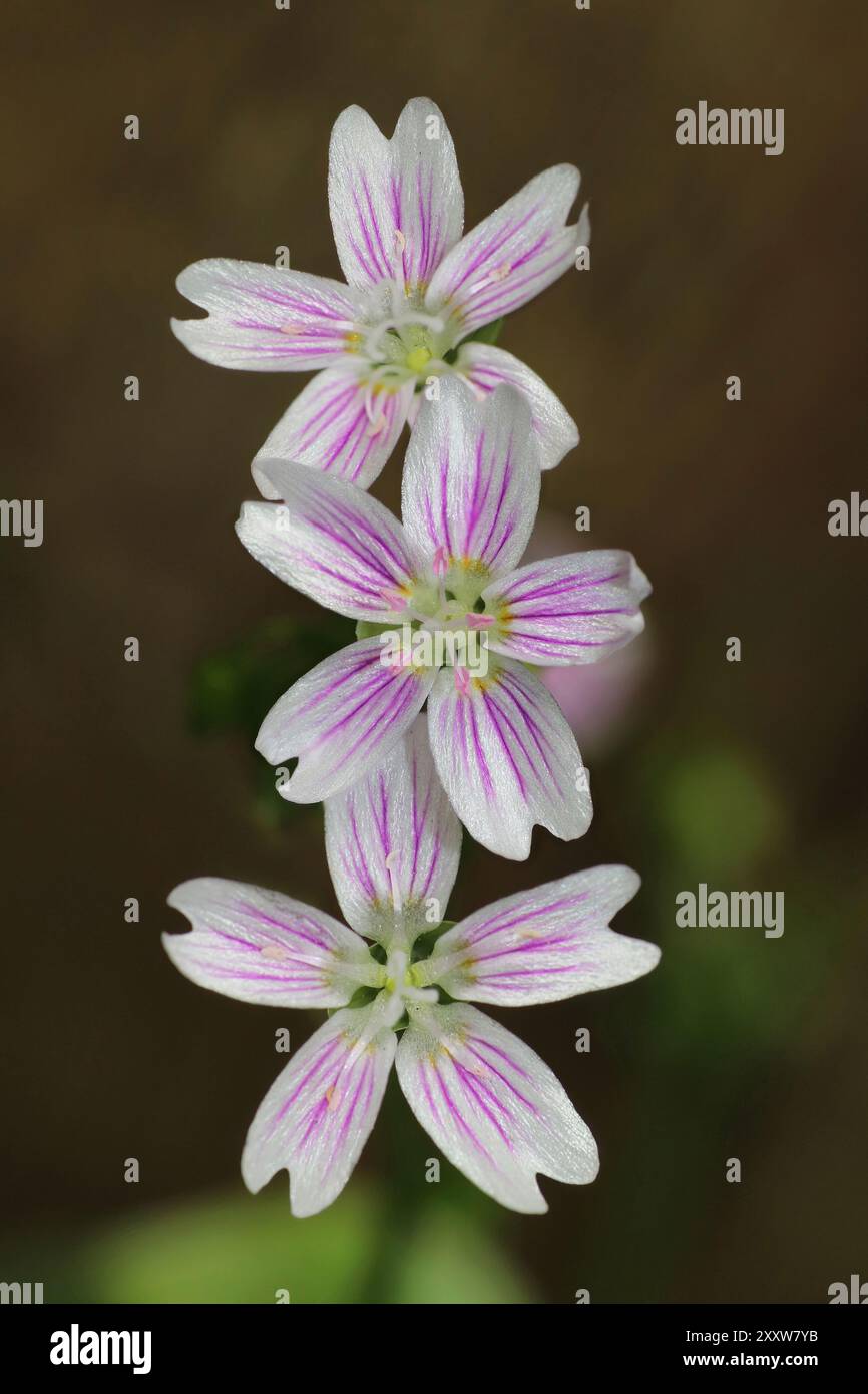 Pink Purslane Claytonia sibirica Stock Photo