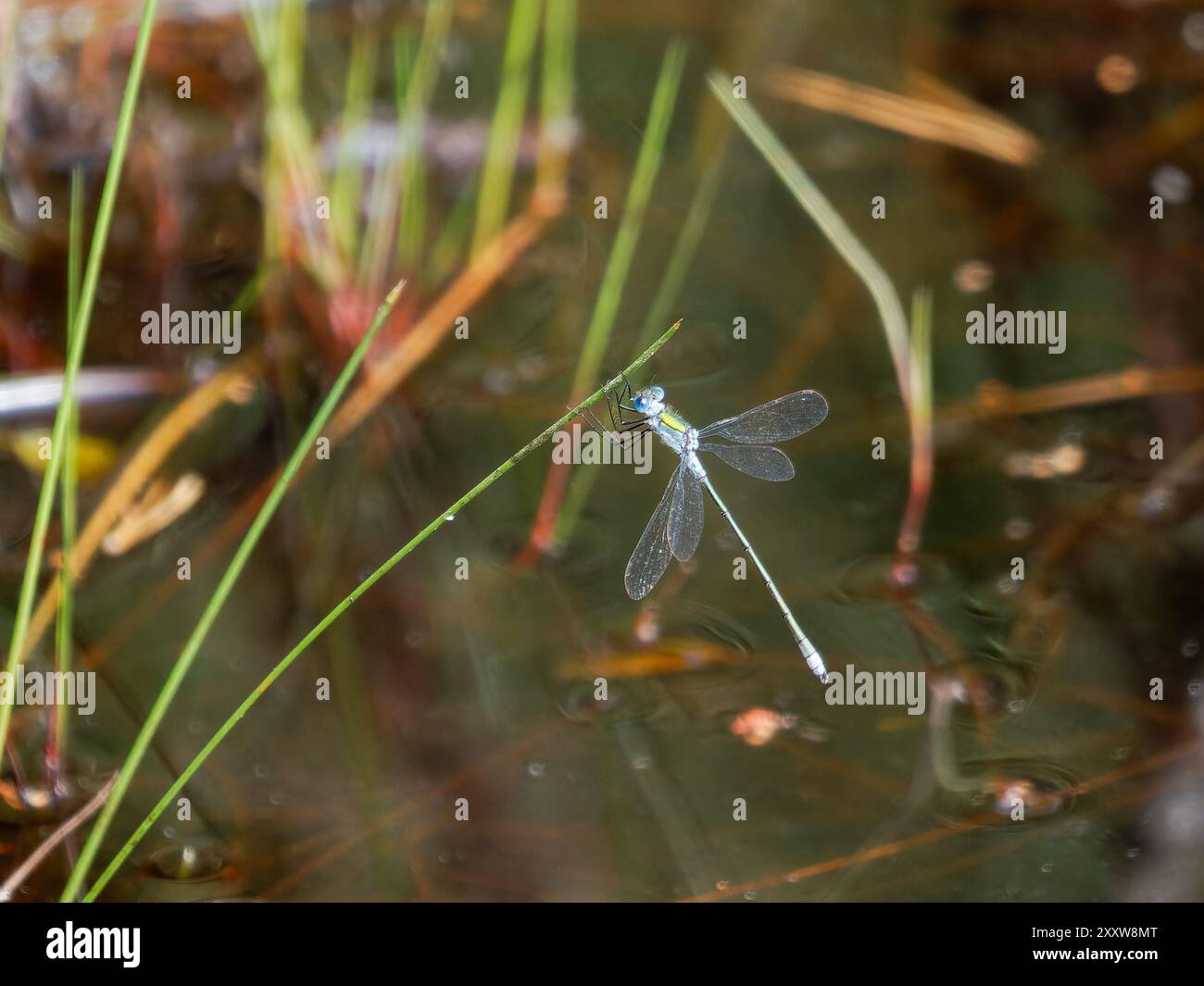 Emerald damselfly perched on a reed stem Stock Photo