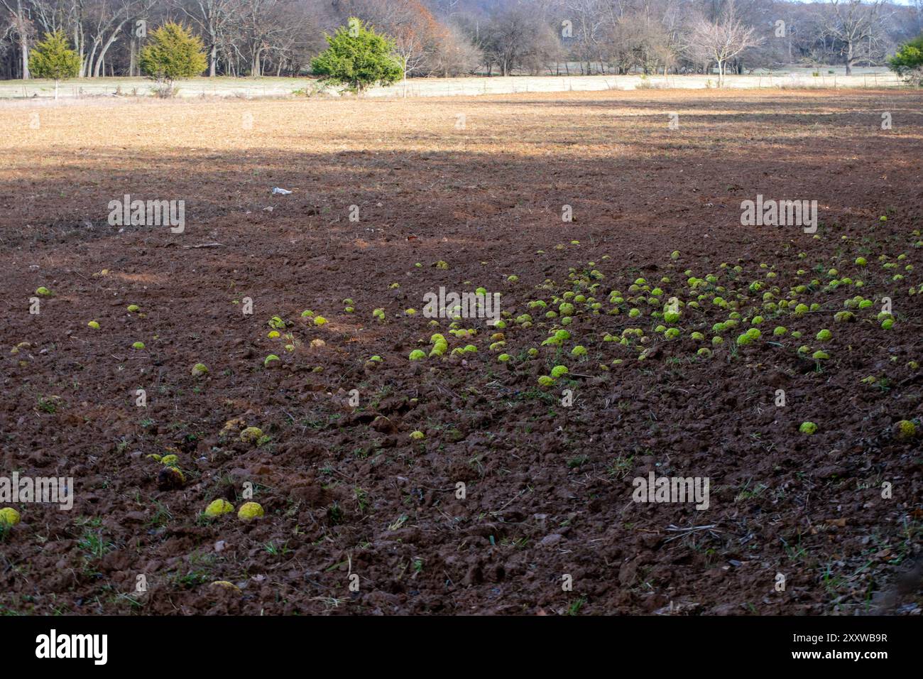 Autumn has arrived. The field is dry and brown with a scattering of green hedge apples near the fence line in Missouri. Bokeh. Stock Photo