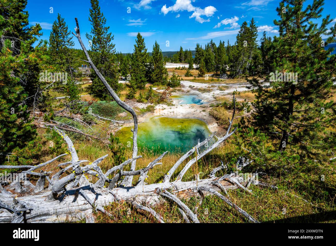 West Thumb Geyser Basin thermal spring with beautiful aqua blue greenish water colors with steam and Yellowstone Lake in the background with pine tree Stock Photo