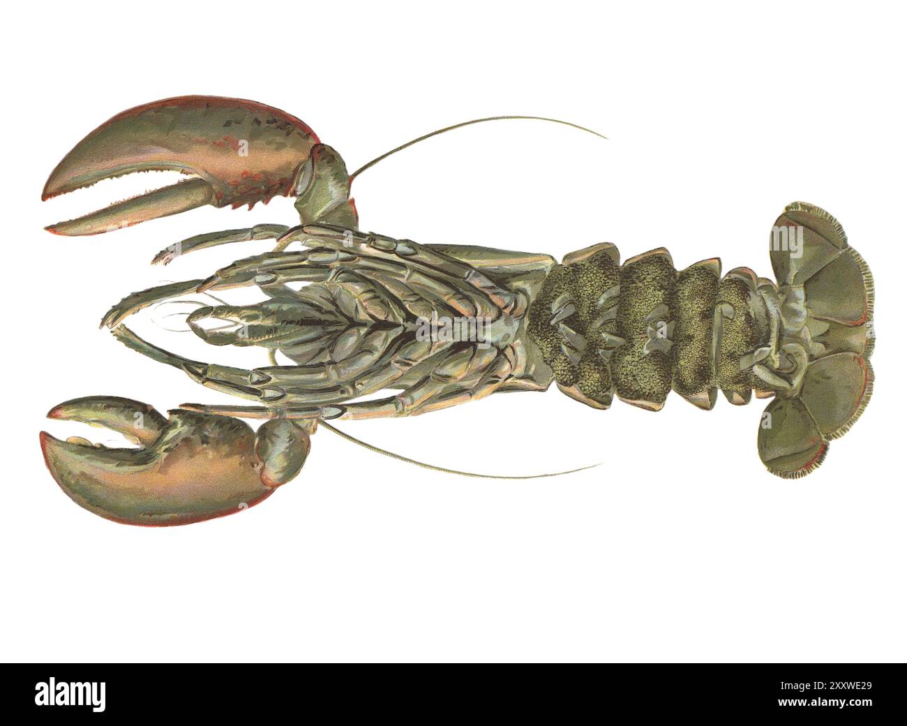 Color Lithographed Fish Print by Sherman Foote Denton Stock Photo