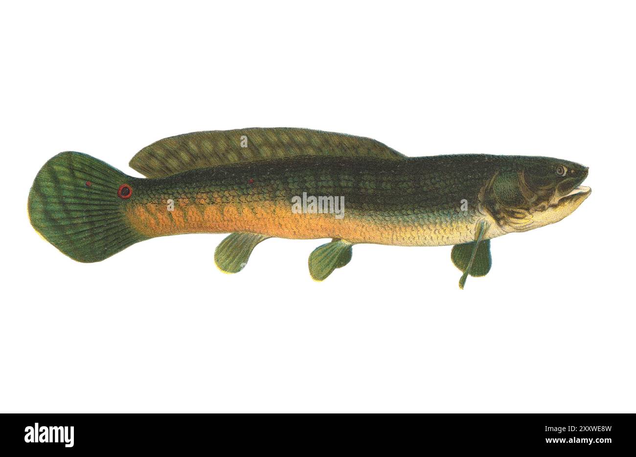 Color Lithographed Fish Print by Sherman Foote Denton Stock Photo