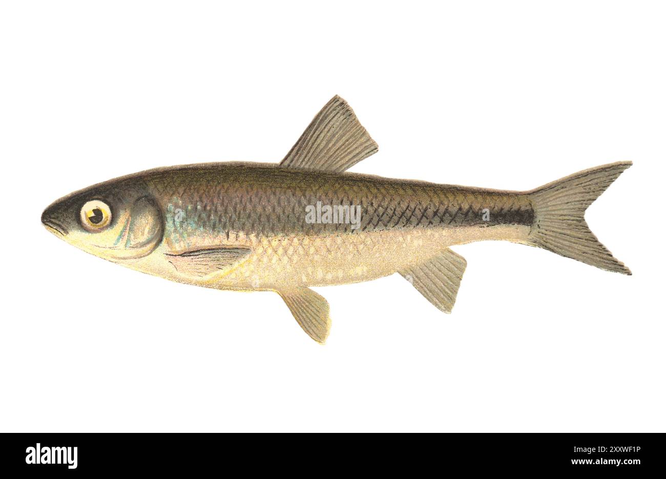 Color Lithographed Fish Print by Sherman Foote Denton Stock Photo