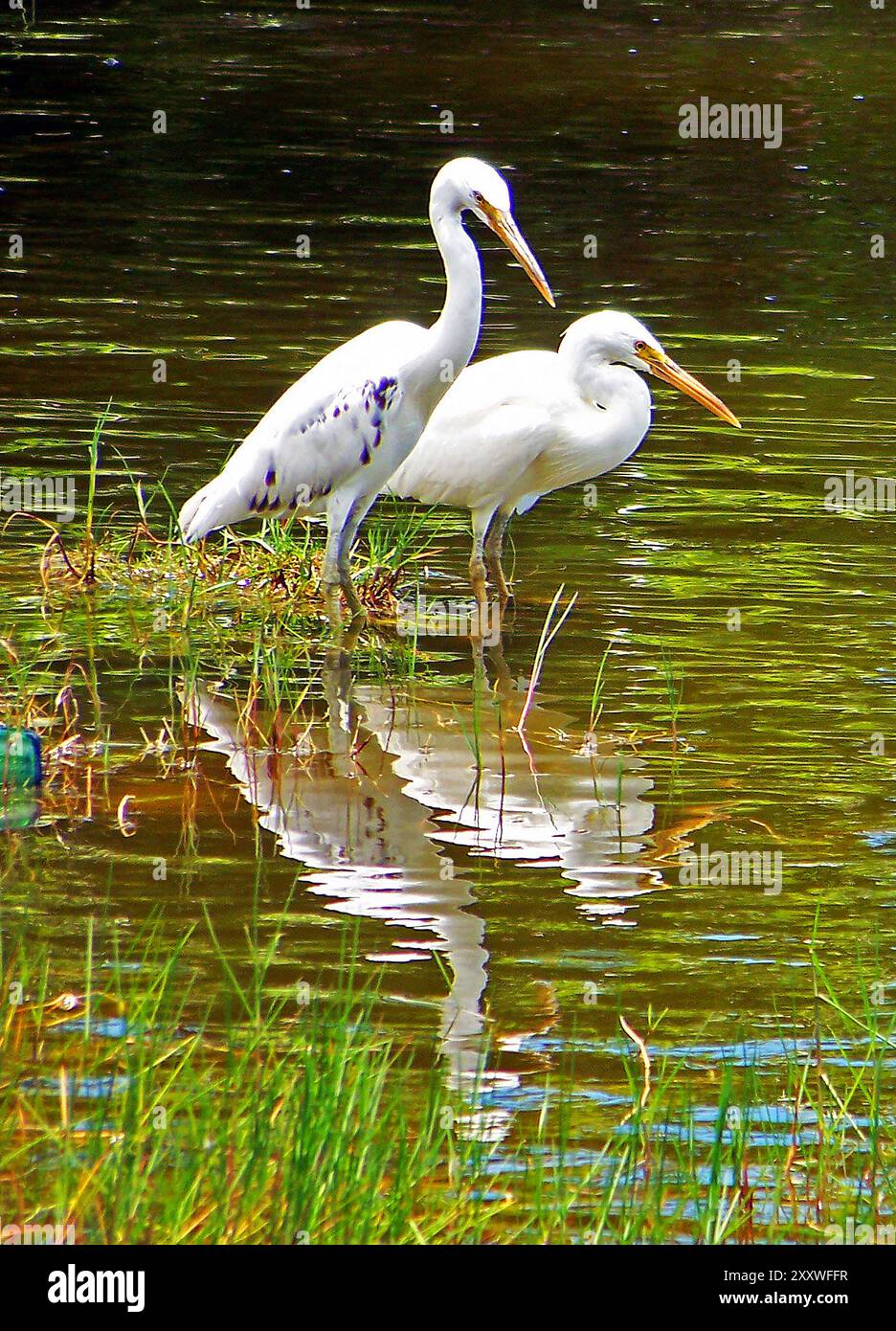 Two white herons, reflections in water Stock Photo