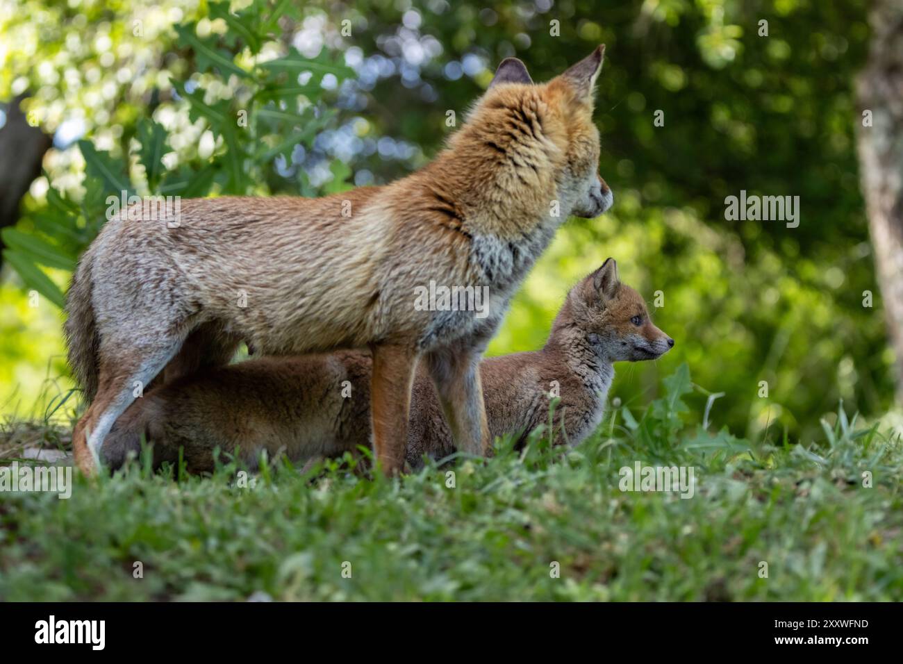 The red fox and her cubs Stock Photo