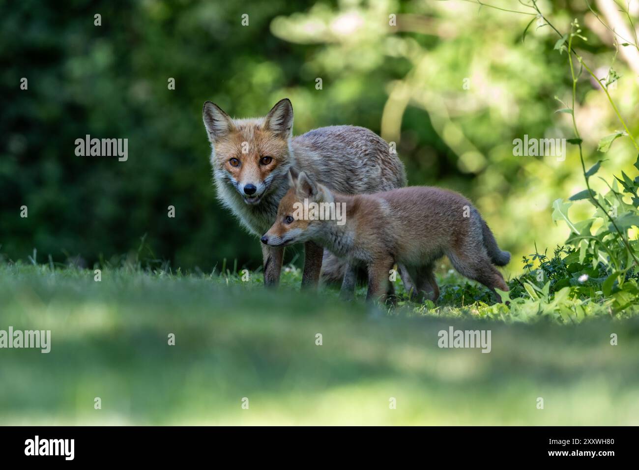 The red fox and her cubs Stock Photo