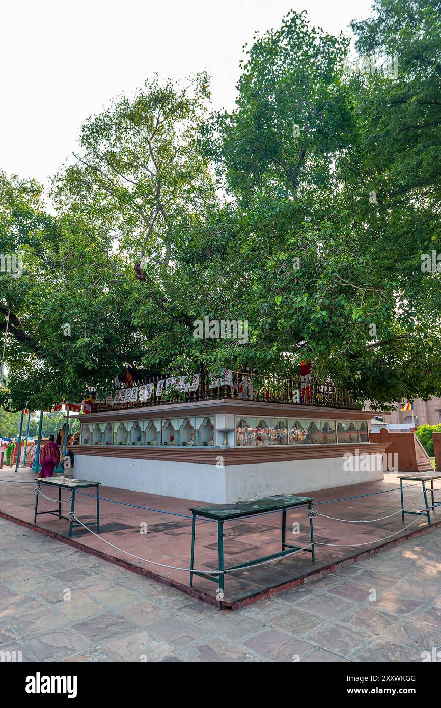 10 02 2024 Historic commemoration of the tree where the sermon took place Sarnath Varanasi Uttar Pradesh, India Asia. Stock Photo