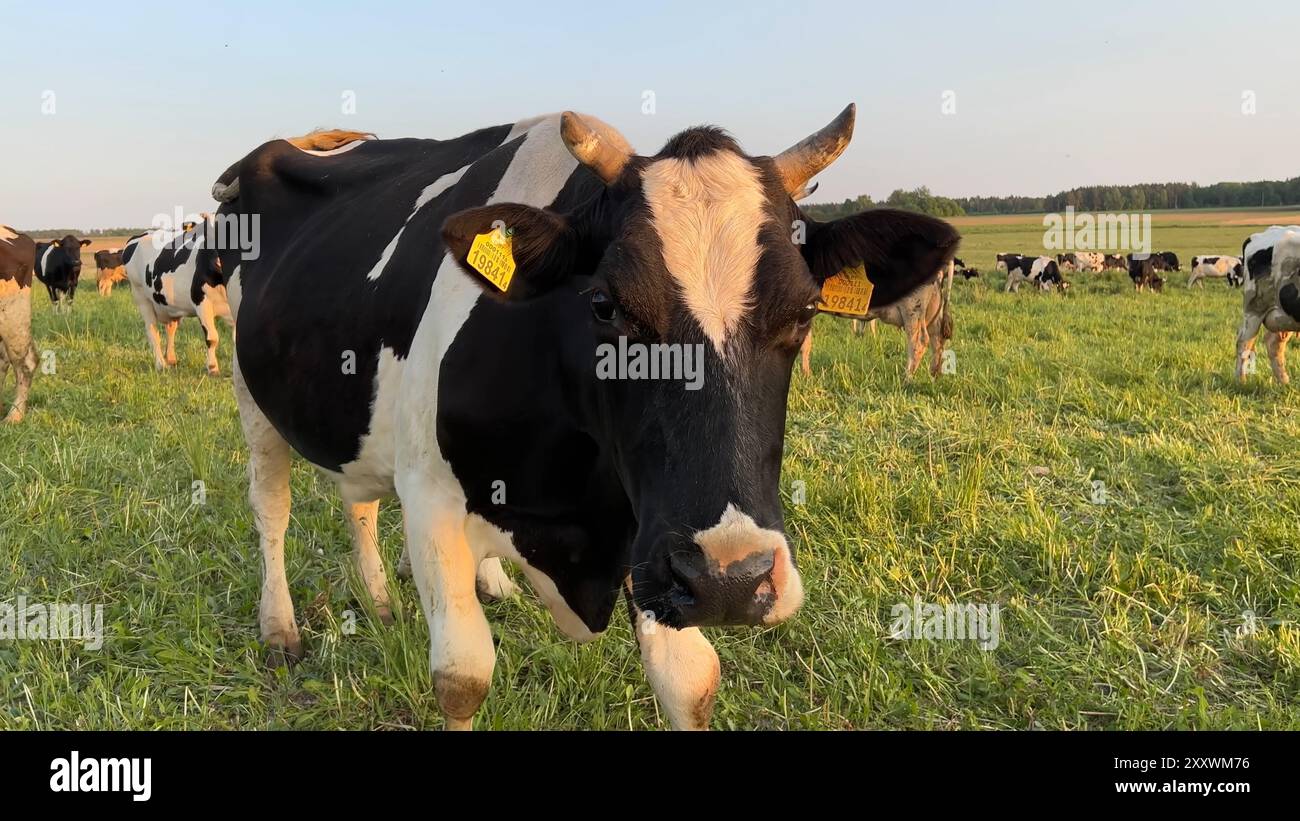 Black and white cows in a field at sunset Stock Photo - Alamy