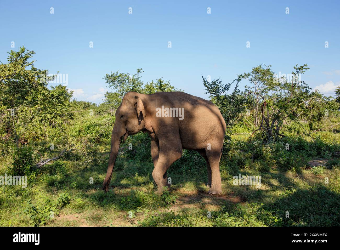 National animal of sri lanka hi-res stock photography and images - Alamy