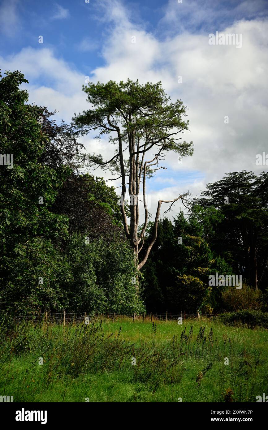 tree in the forest Stock Photo