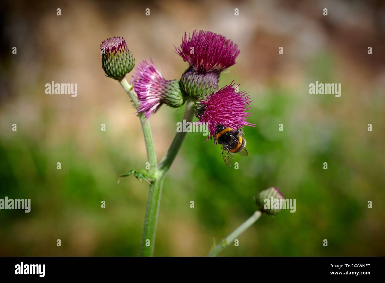 bee on a flower Stock Photo