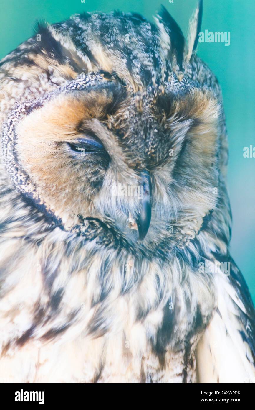 Owls in a cage at the zoo. Owl outdoors. A cute owl sits on a branch. Zoo with a collection of different species of owls and birds. A cute bird enjoyi Stock Photo