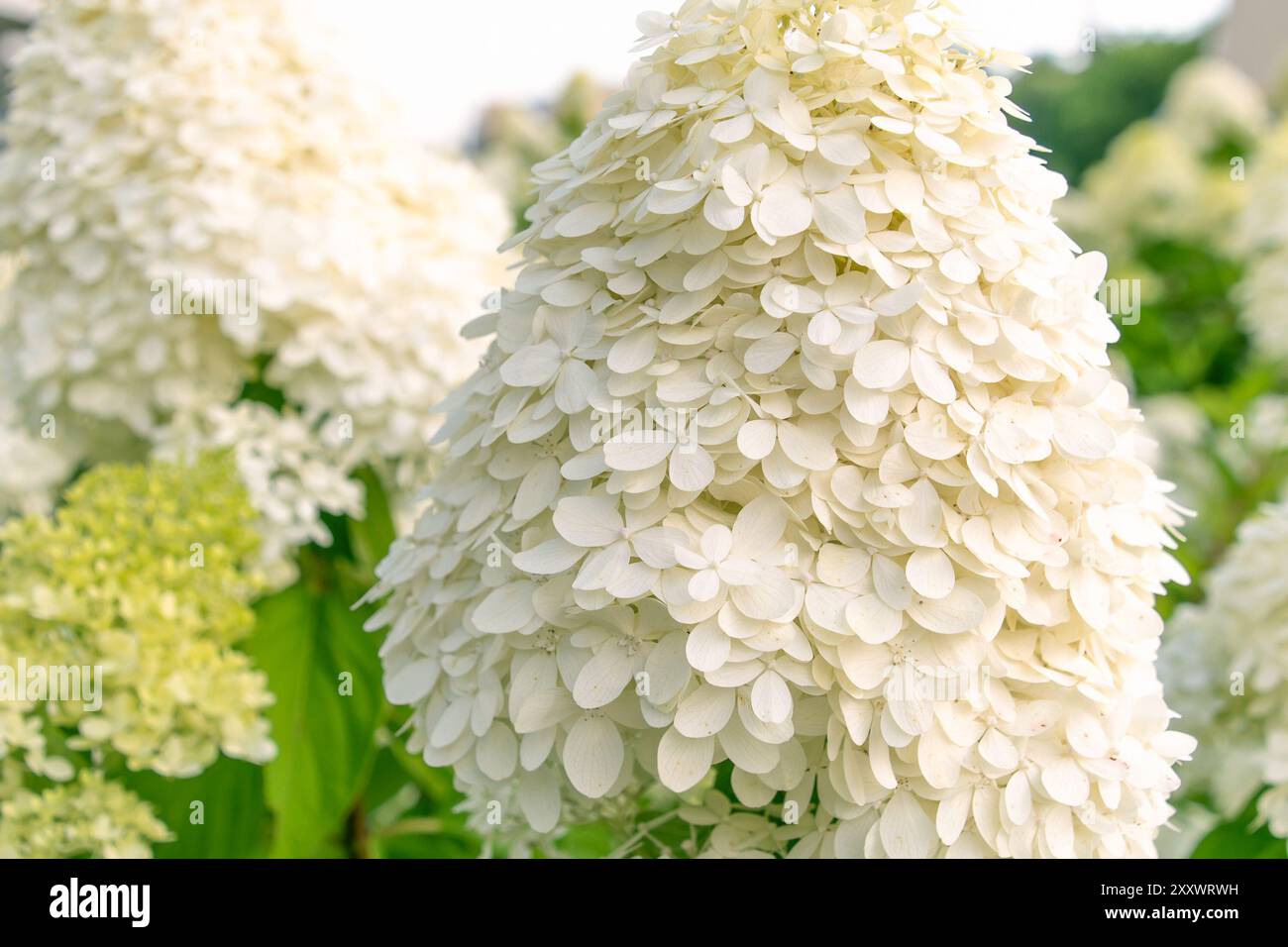 Beautiful white flowers of Hydrangea paniculata, panicled hydrangea in ...