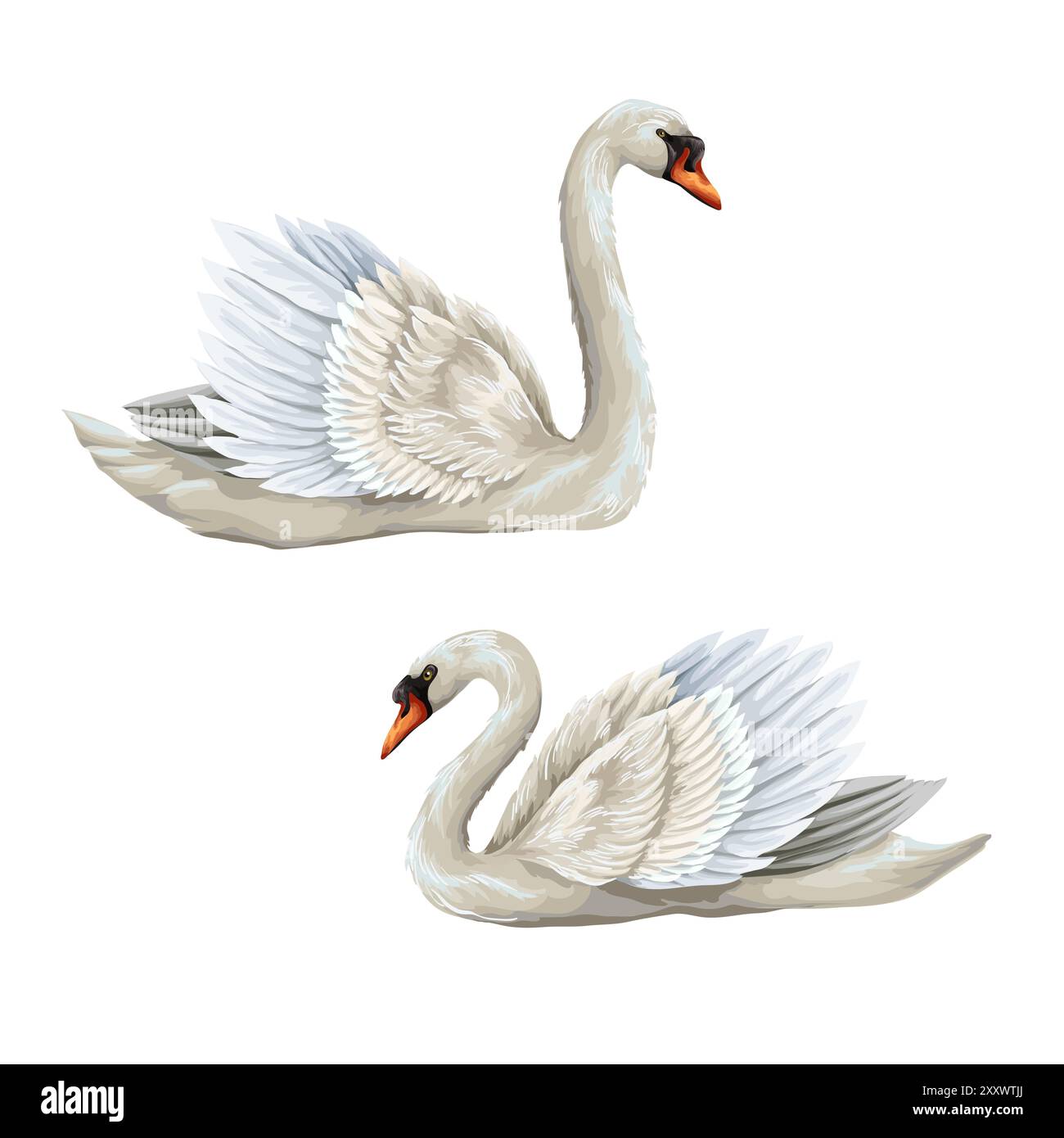 White swan isolated on the white background. Vector Stock Vector Image ...