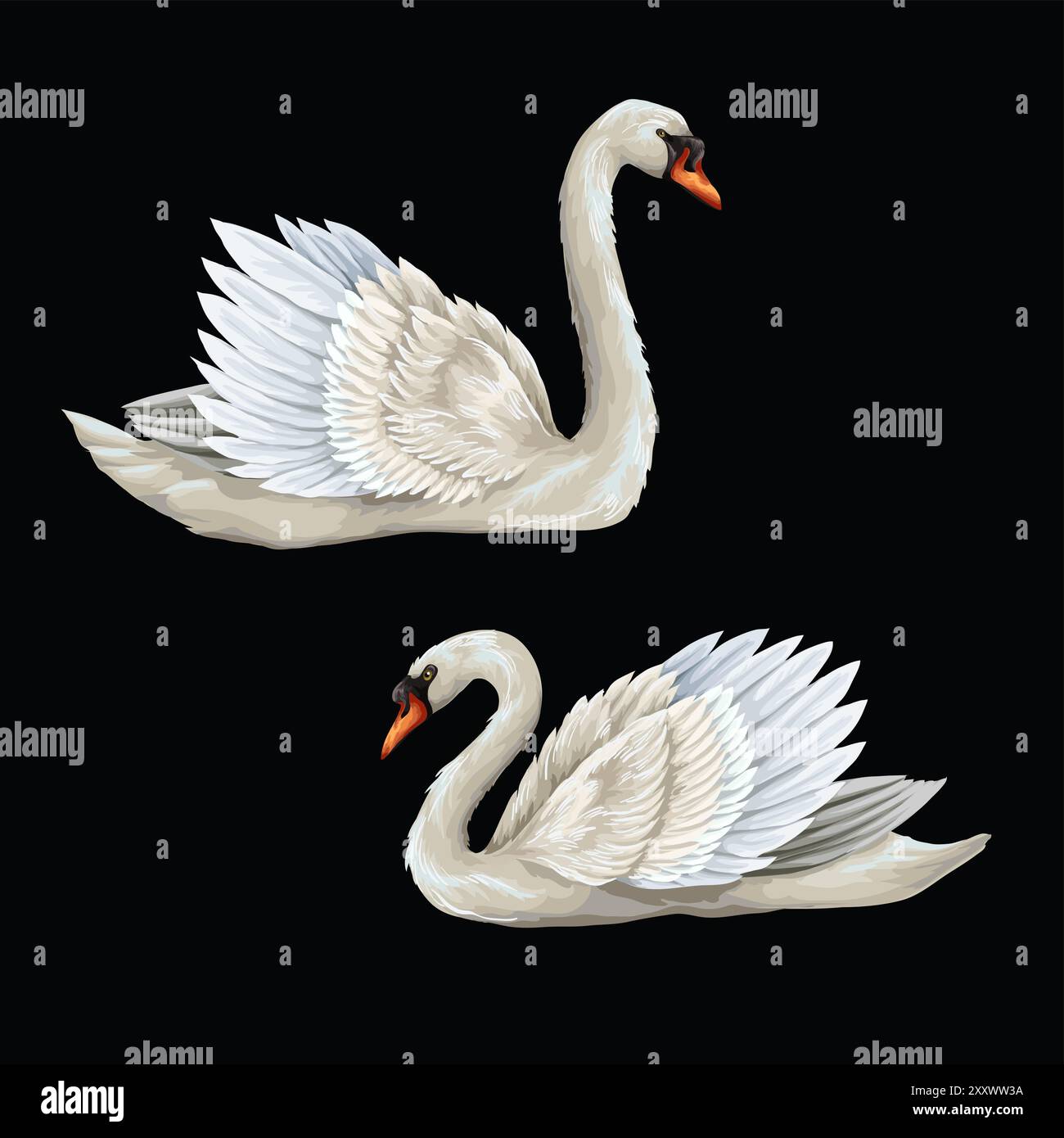 White swan isolated on the black background. Vector. Stock Vector