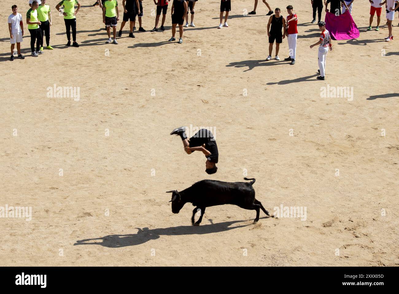 Madrid, Spain. 26th Aug, 2024. As every year, the Madrid town of San Sebastián de los Reyes has started this morning the celebration of its patron saint festivities and as part of them its bull runs and bullfights. D. Canales Carvajal/Alamy Live News - Image Stock Photo