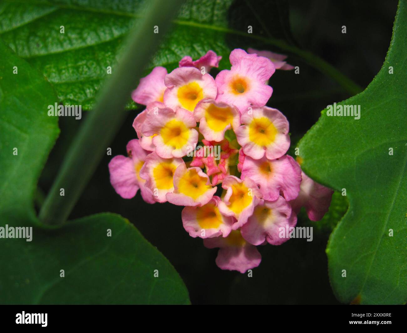 Simple pink flower leaf hi-res stock photography and images - Alamy