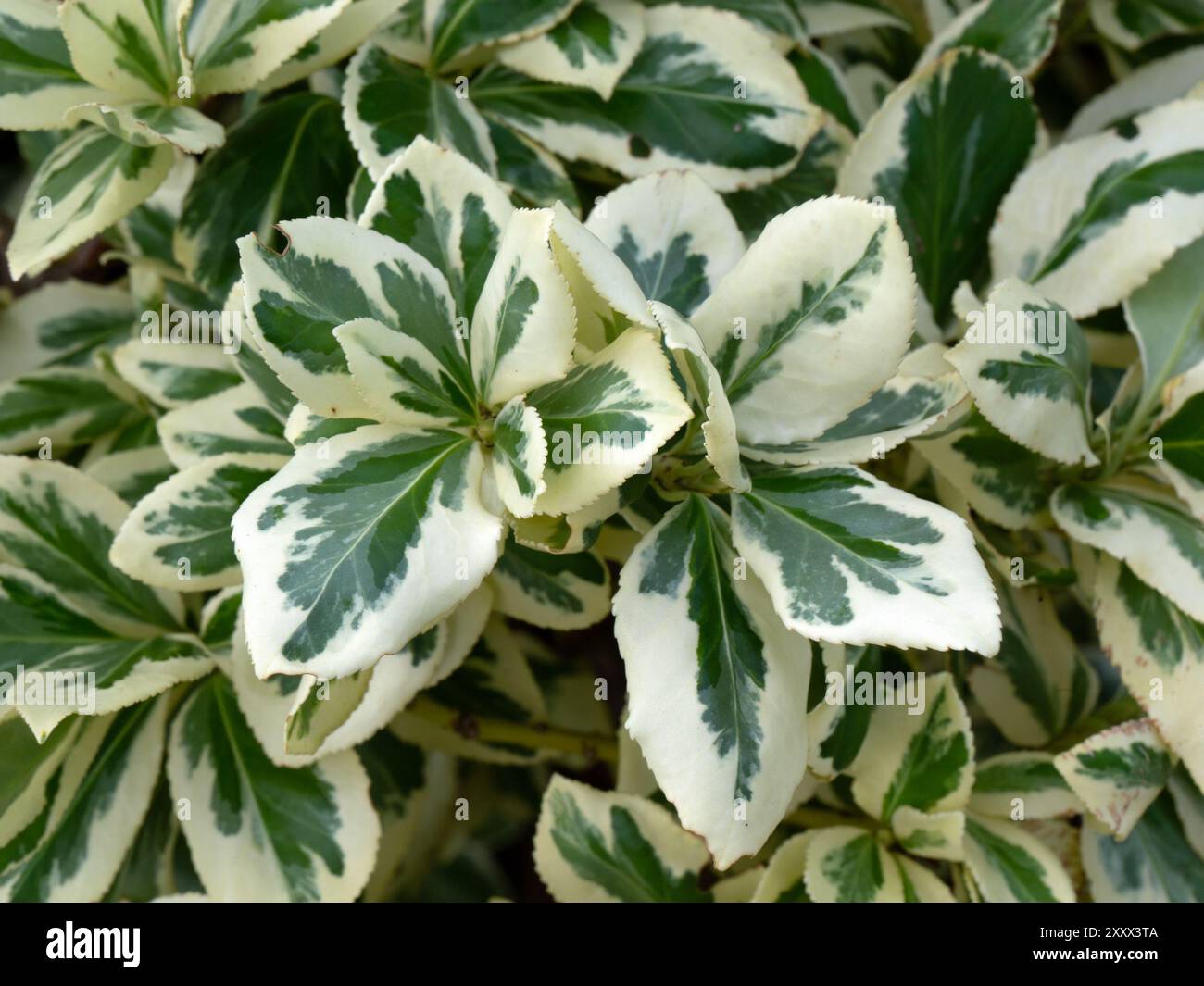 Closeup of variegated foliage of Euonymus fortunei 'Silver Queen' in a garden in summer Stock Photo