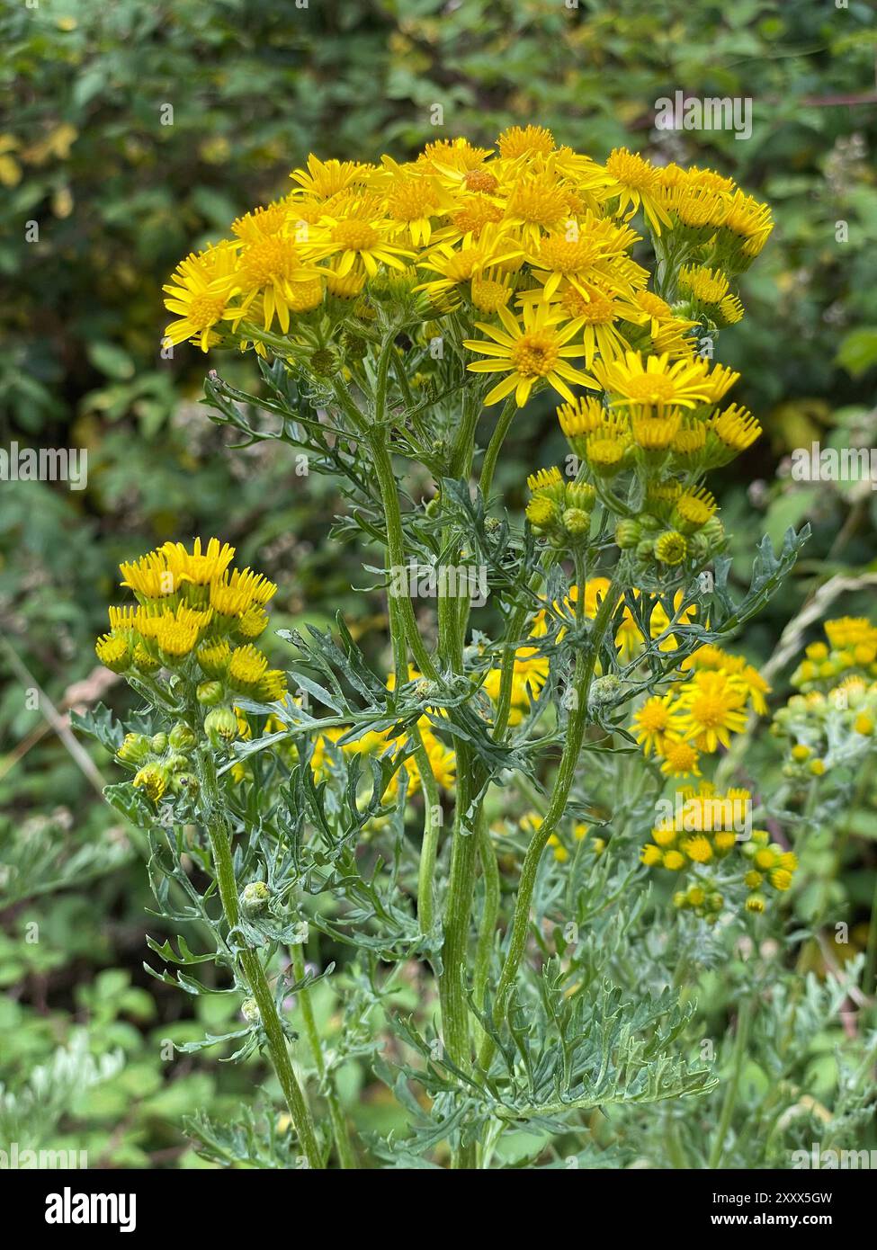 COMMON RAGWORT Senecio jacobaea Photo :Tony Gale Stock Photo - Alamy