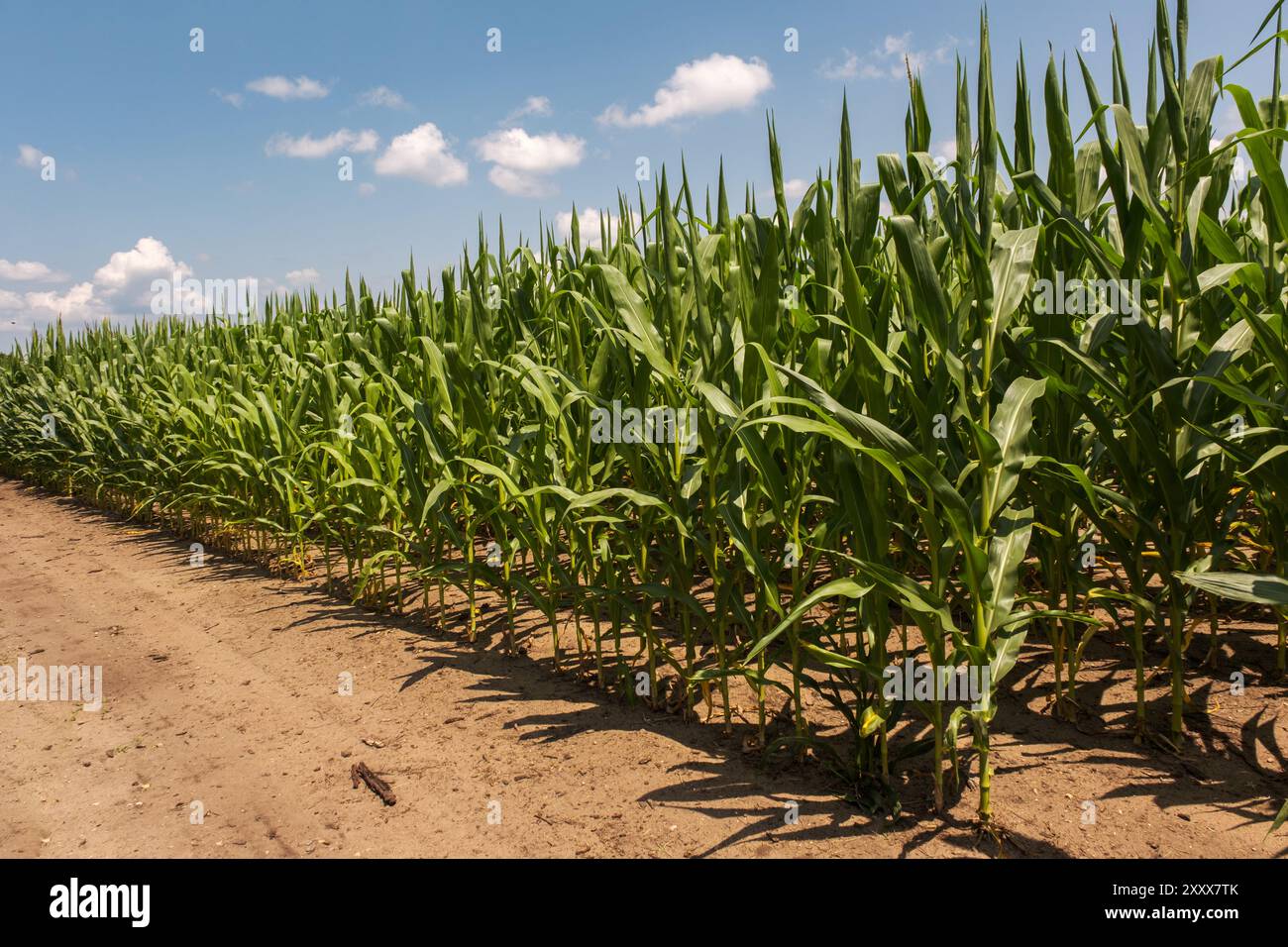 Rows corn hi-res stock photography and images - Alamy