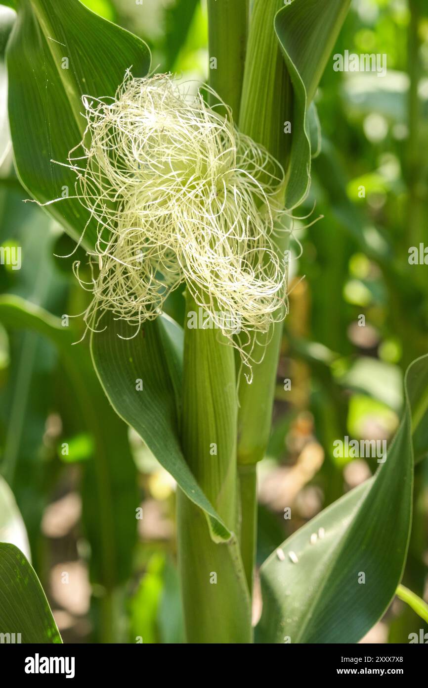 Ear of corn close up with silk in a cornfield. Stock Photo
