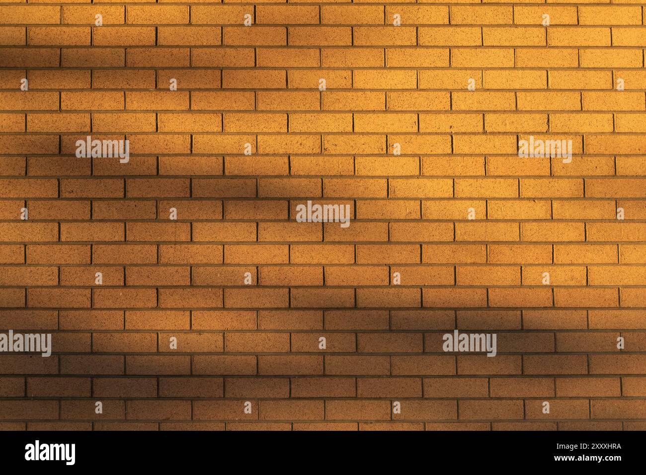 Tree foliage shadows on tan brick wall at sunset Stock Photo