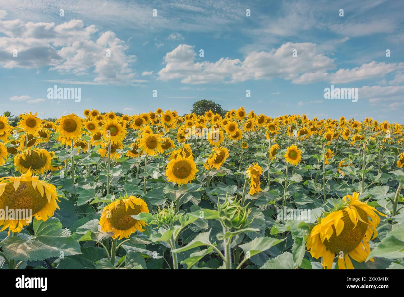 sunflower field in late summer with beautiful sky Stock Photo - Alamy