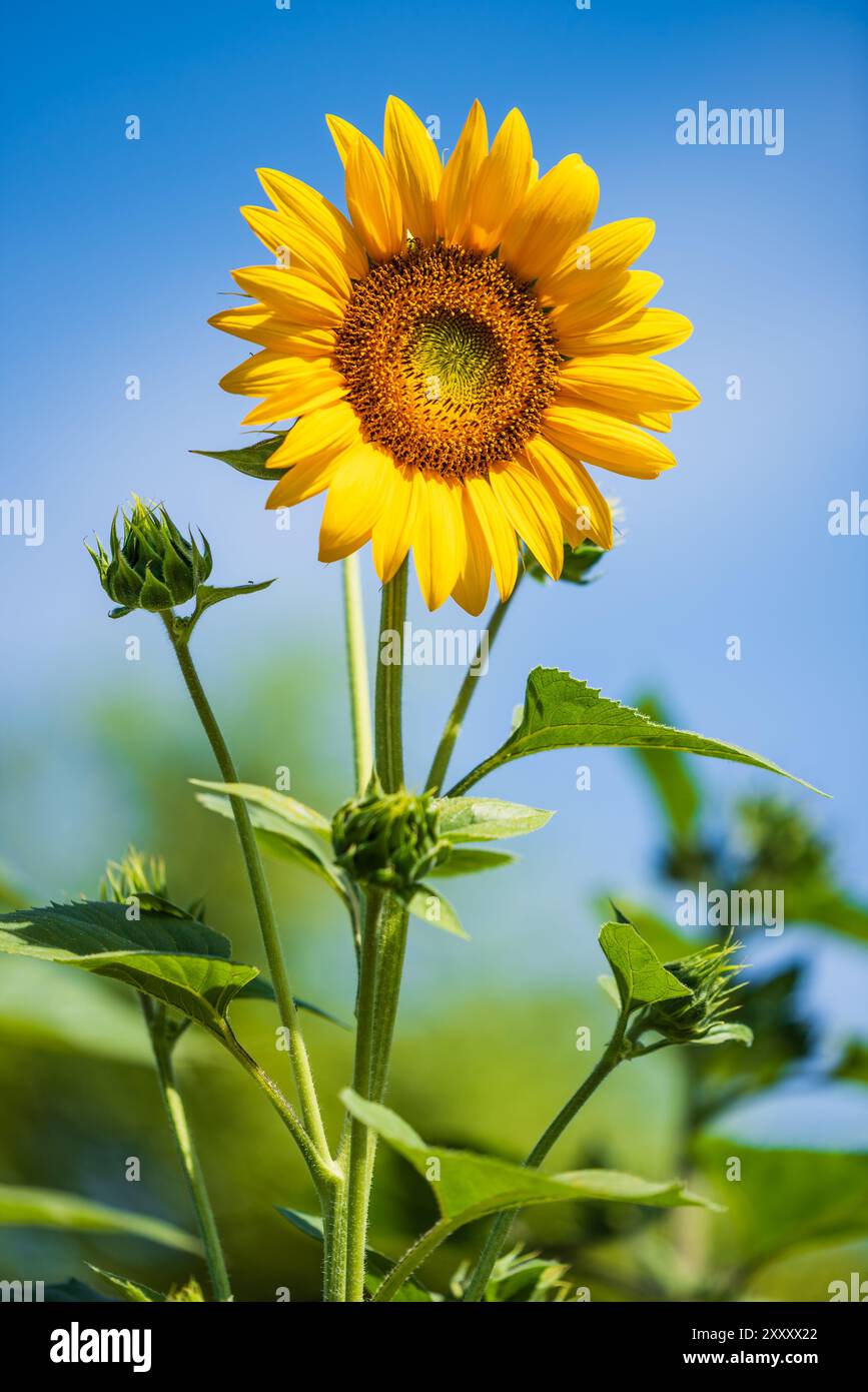 Flower stem sky blue day outdoors hi-res stock photography and