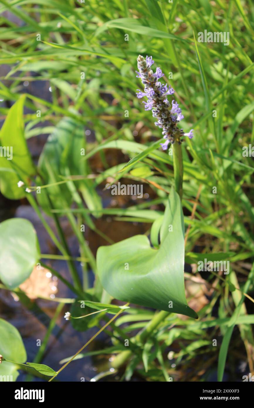Pickerelweed in a wetland at three rivers michigan stock photo alamy