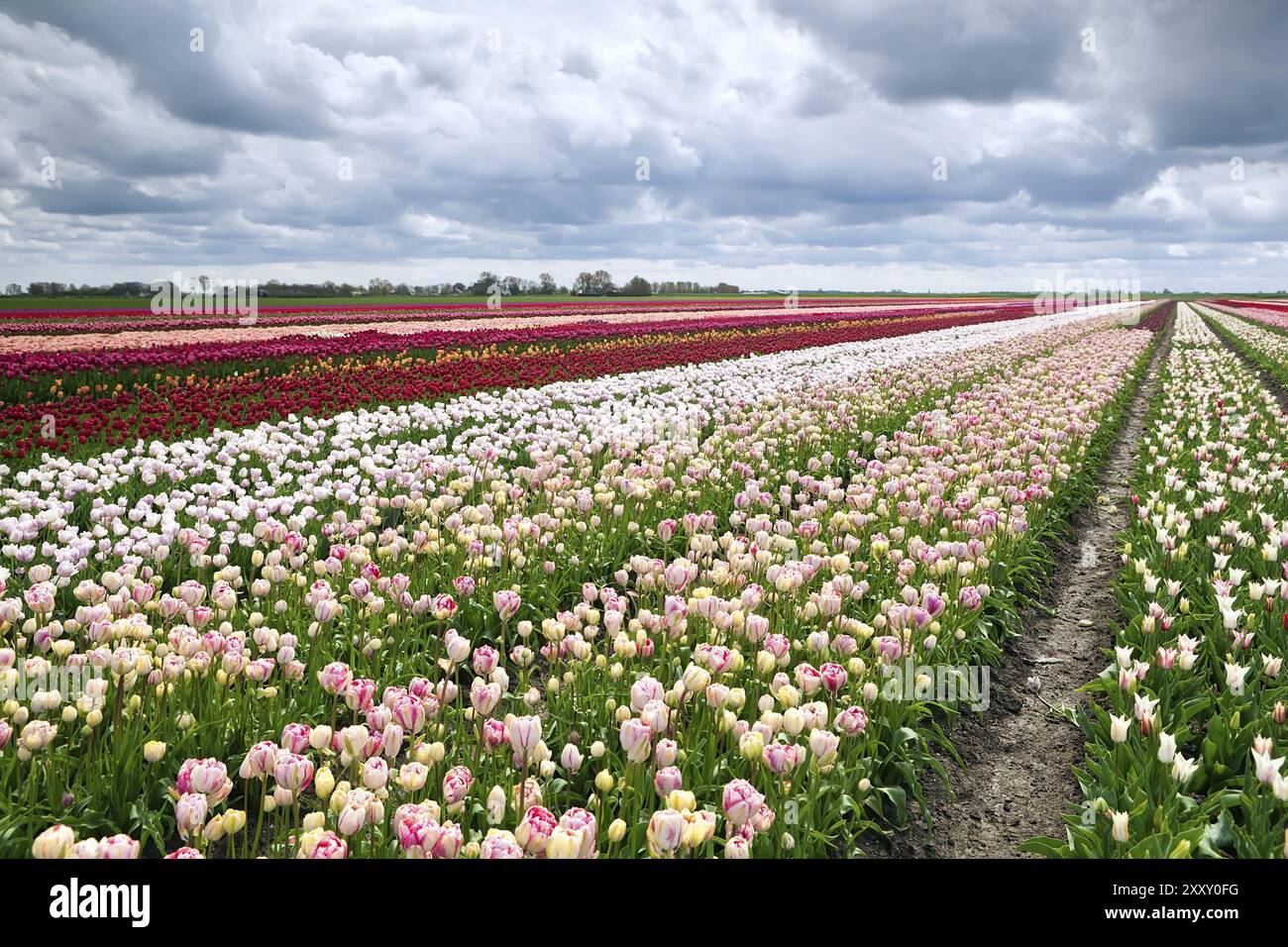 Dutch Fields Roses Dutch fields many colorful hi-res stock photography and images - Alamy