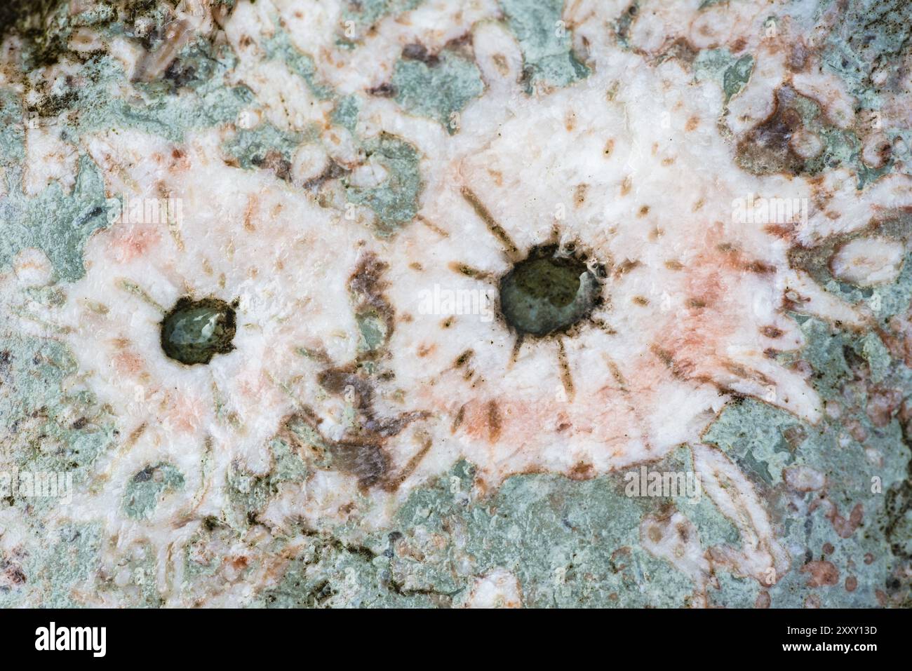 Inclusions On Rocks Fossil inclusions in a rock, Holmhaellar Nature Reserve, Gotland ...