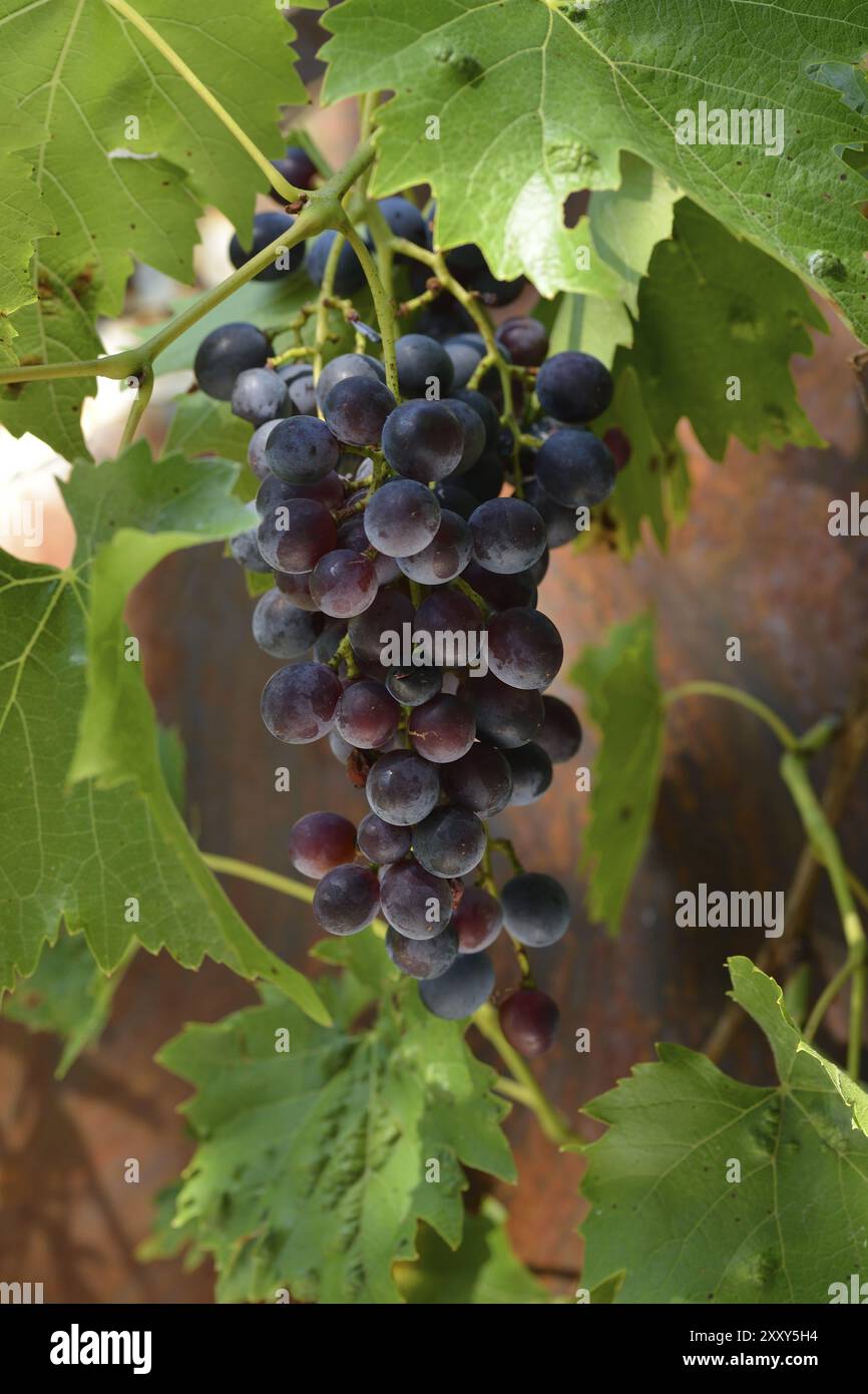 Vitis vinifera grapevine ripe hi-res stock photography and images - Alamy