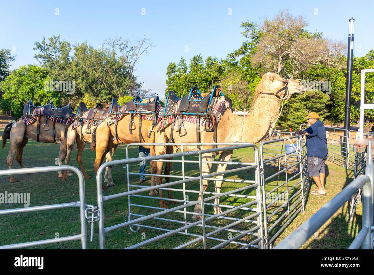 Darwin camel rides at Mindil Beach Sunset Market, The Gardens, City of ...