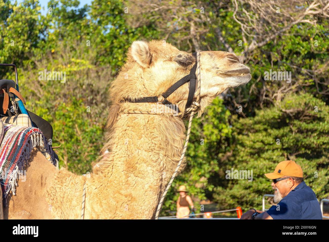 Darwin camel rides at Mindil Beach Sunset Market, The Gardens, City of ...