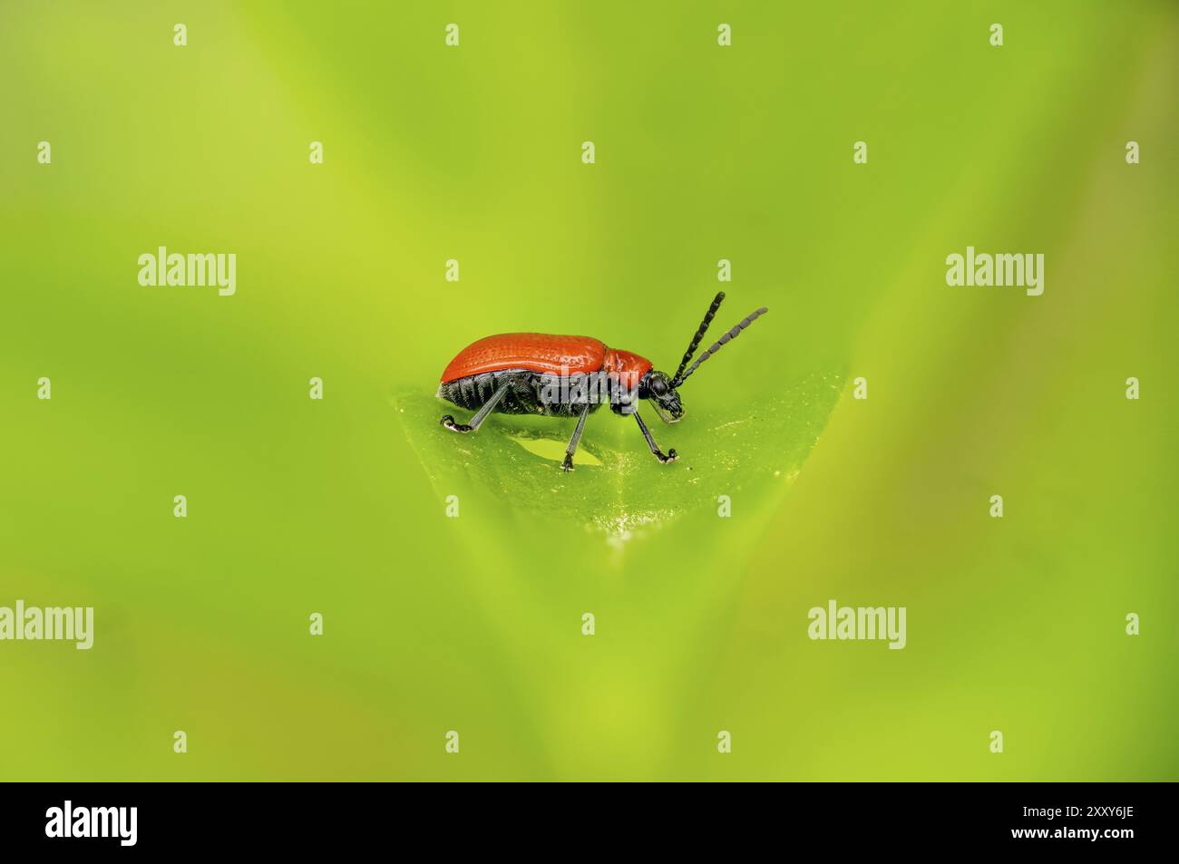 Side view of a small red bacon beetle on a leaf in front of a blurred ...