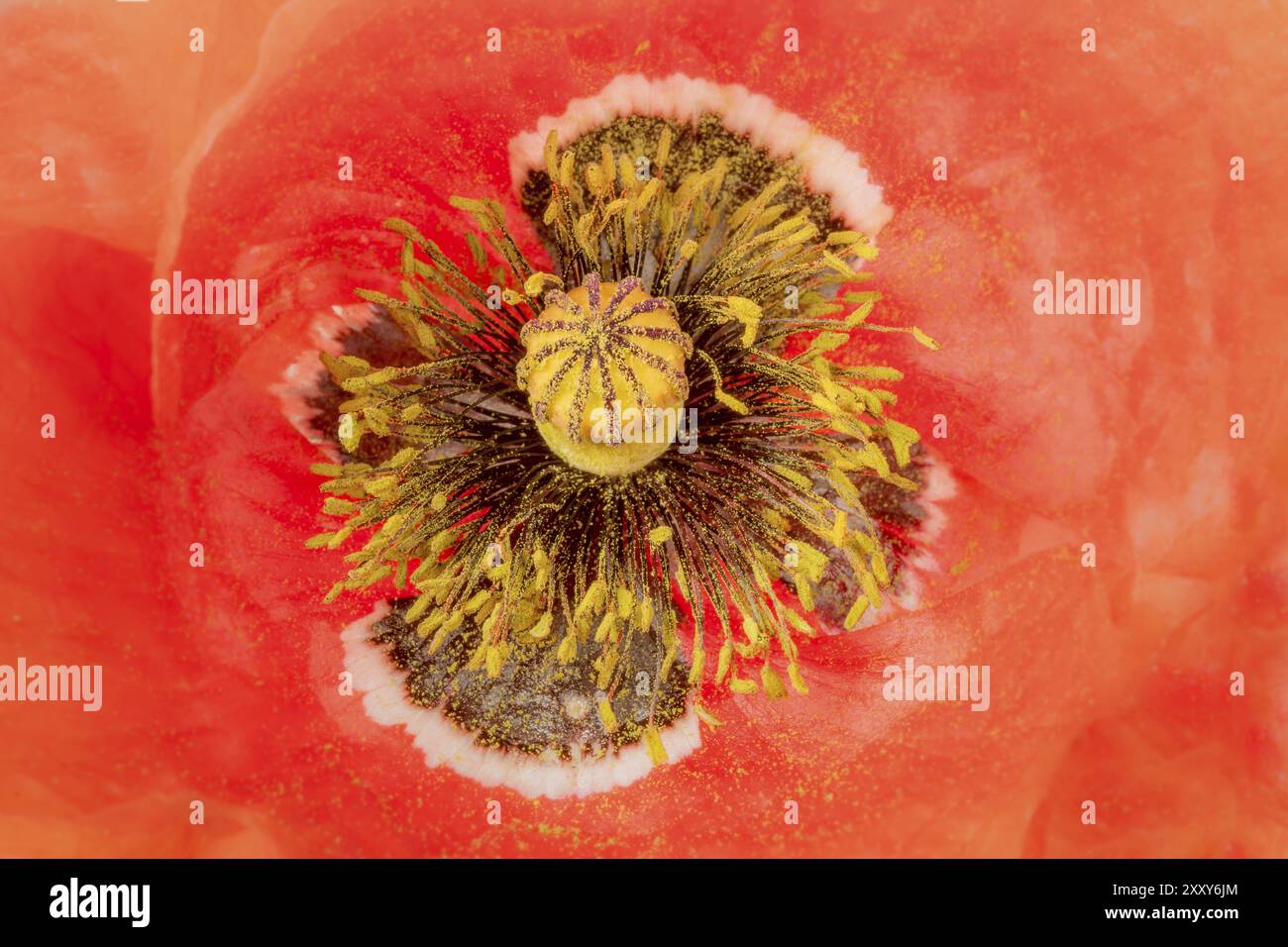 Pistil poppy papaver detail flower hi-res stock photography and images ...
