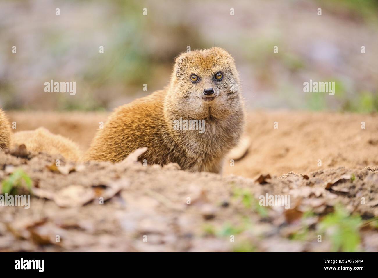 Ethiopian dwarf mongoose (Helogale hirtula) sitting on the ground, Bavaria, Germany, Europe Stock Photo