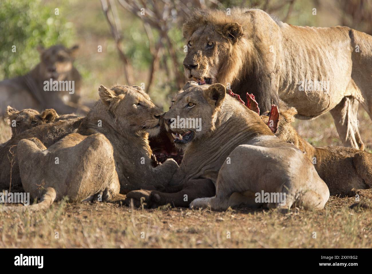 Pride Of Lions Feeding On A Buffalo Stock Photo Alamy