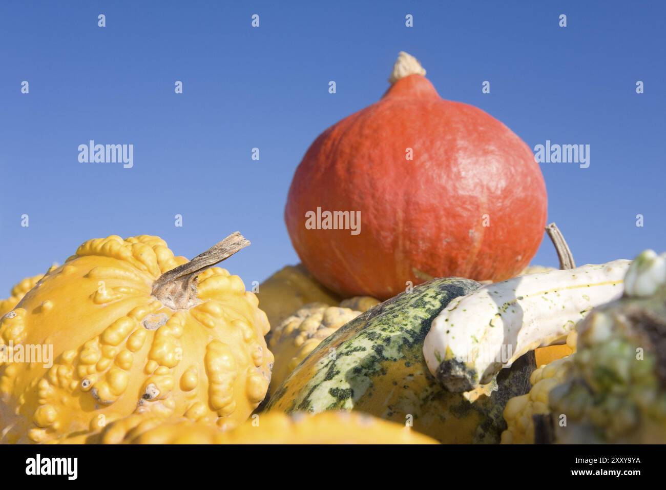 Hokkaido and other pumpkins outdoor Stock Photo - Alamy