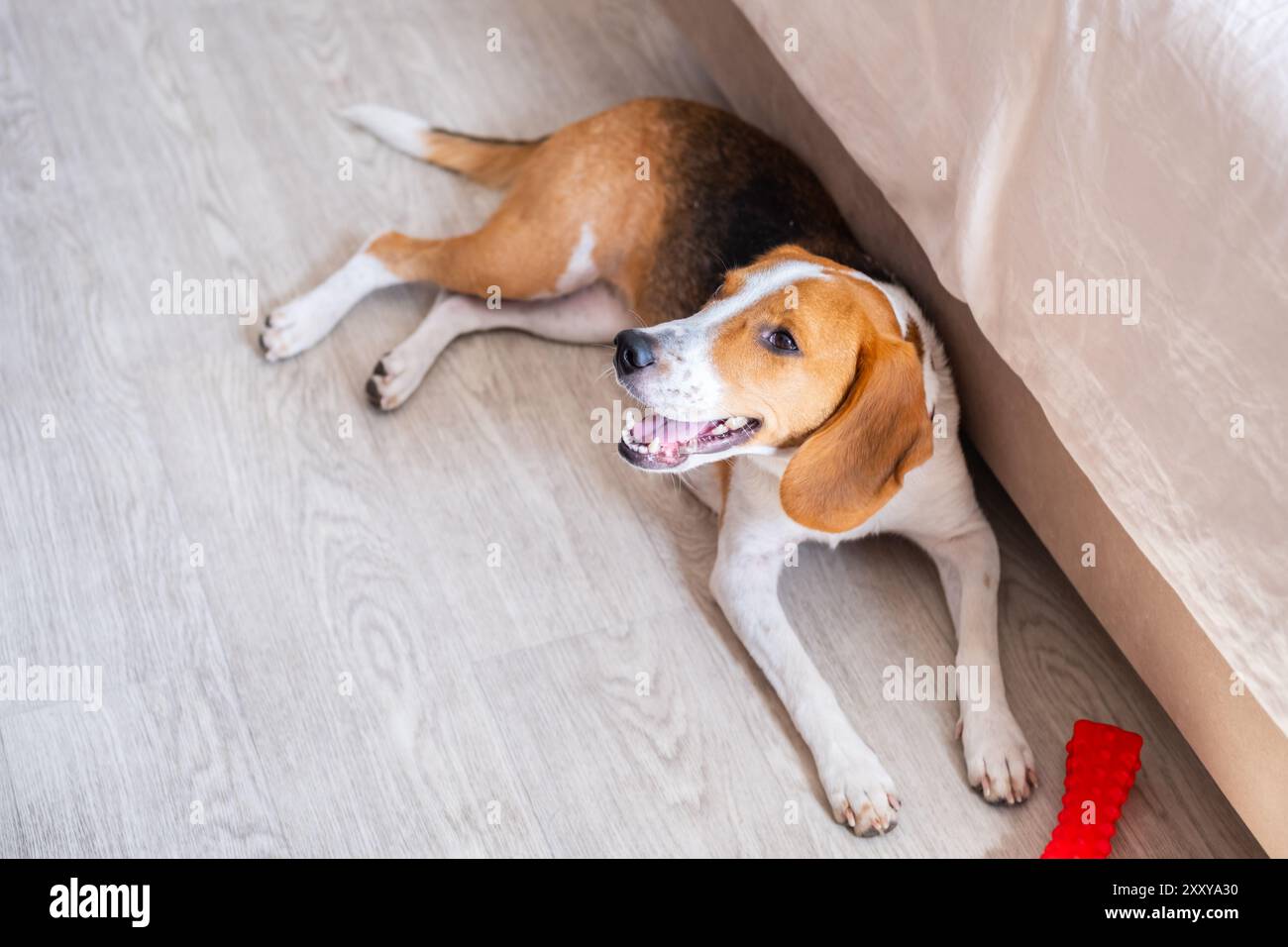 Cute dog rests at home lying on floor with his toy Stock Photo - Alamy