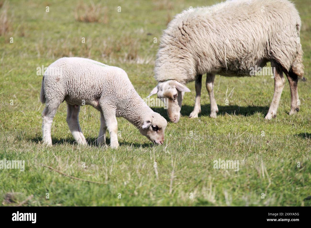 Baby lamb and it mother on pasture Stock Photo - Alamy