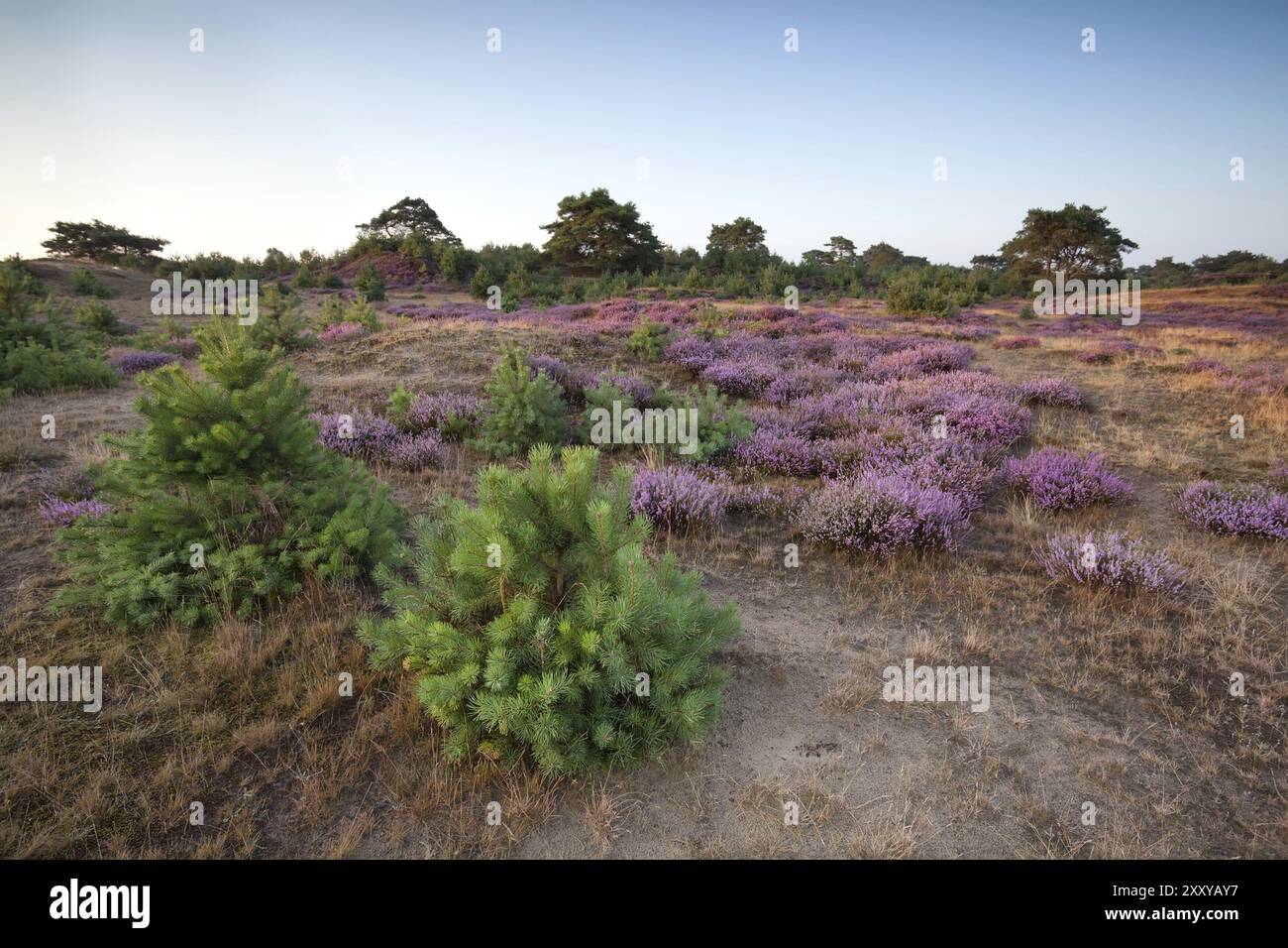 Flowering heather on meadows in morning Stock Photo