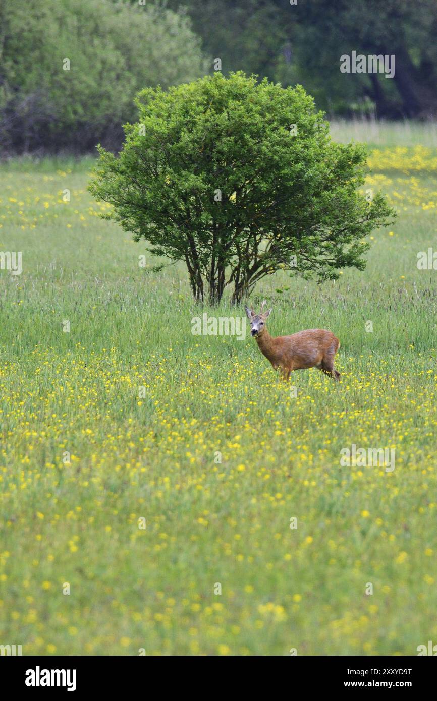 Male roe deer in a meadow. Roe deer in a meadow Stock Photo - Alamy